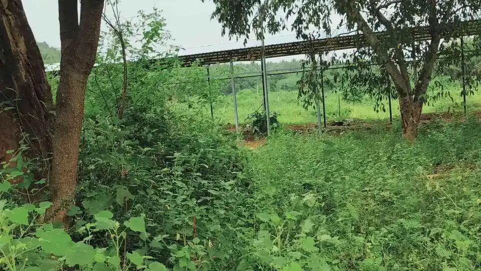 Arulmigu Kannimaar Temple, Sirankadu - 624201 Arulmigu Kannimaar Temple, Sirankadu - 624201, Dindigul - Ancient Temple Architecture and History Image 8