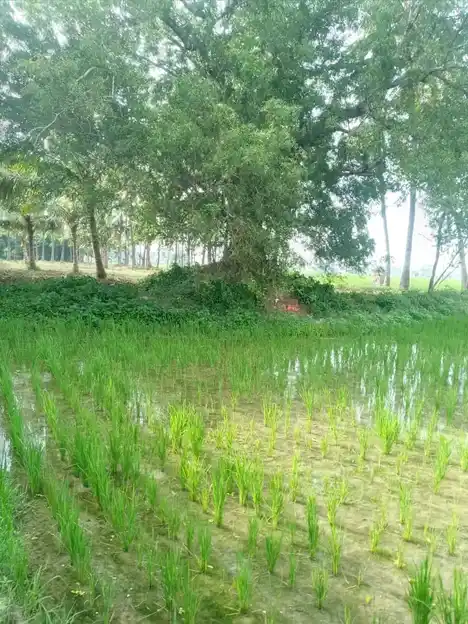 Arulmigu Kannimannarswamy Temple, Krishnapuram - 605106 அருள்மிகு கன்னிமன்னார்சாமி திருக்கோயில், Krishnapuram - 605106, Viluppuram - Ancient Temple Architecture and History Image 3