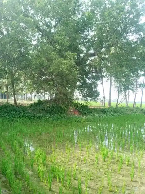 Arulmigu Kannimannarswamy Temple, Krishnapuram - 605106 அருள்மிகு கன்னிமன்னார்சாமி திருக்கோயில், Krishnapuram - 605106, Viluppuram - Ancient Temple Architecture and History Image 4