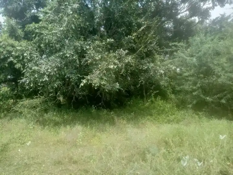 Arulmigu Kannimar And Pathini Sathaaramman Temple, Pidaripatti - 621311