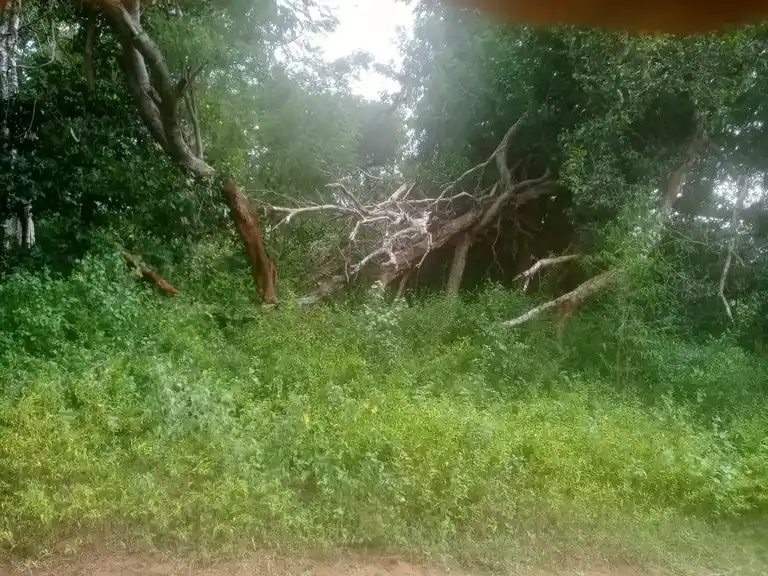 Arulmigu Kannimar And Pathini Sathaaramman Temple, Pidaripatti - 621311 Arulmigu Kannimar and Pathini sathaaramman Temple, Pidaripatti - 621311, Thiruchirappalli - Ancient Temple Architecture and History Image 2