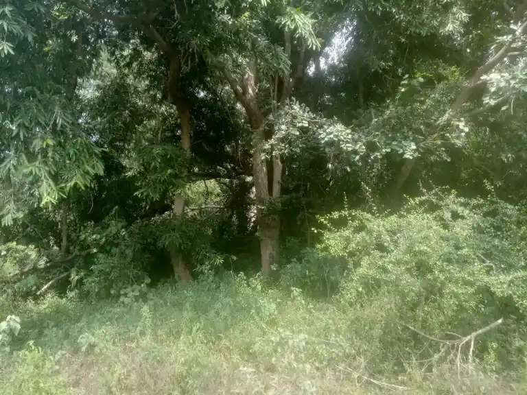 Arulmigu Kannimar And Pathini Sathaaramman Temple, Pidaripatti - 621311 Arulmigu Kannimar and Pathini sathaaramman Temple, Pidaripatti - 621311, Thiruchirappalli - Ancient Temple Architecture and History Image 3