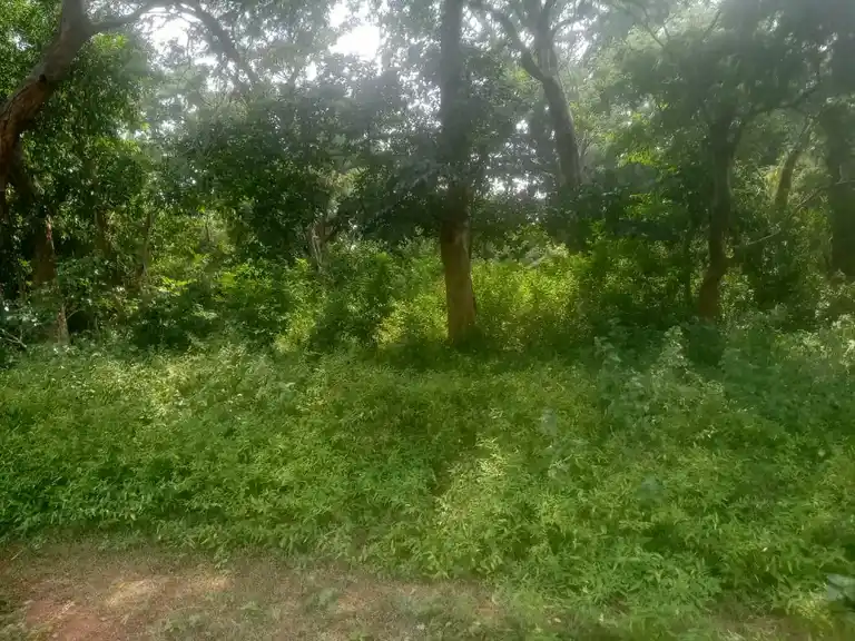 Arulmigu Kannimar And Pathini Sathaaramman Temple, Pidaripatti - 621311 Arulmigu Kannimar and Pathini sathaaramman Temple, Pidaripatti - 621311, Thiruchirappalli - Ancient Temple Architecture and History Image 4