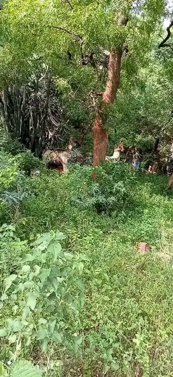 Arulmigu Kannimar Temple, Elamanam - 621307