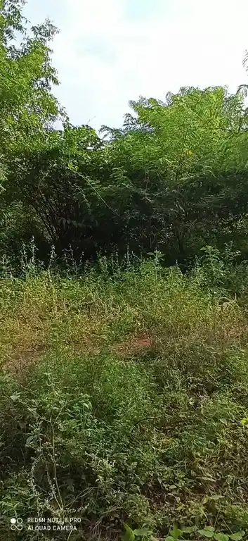 Arulmigu Kannimar Temple, Elamanam - 621307 Arulmigu Kannimar Temple, Elamanam - 621307, Thiruchirappalli - Ancient Temple Architecture and History Image 4