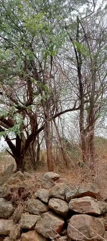 Arulmigu Kannimar Temple, Enunganoor - 639205 அருள்மிகு கன்னிமார் திருக்கோயில், Enunganoor - 639205, Karur - Ancient Temple Architecture and History Image 4