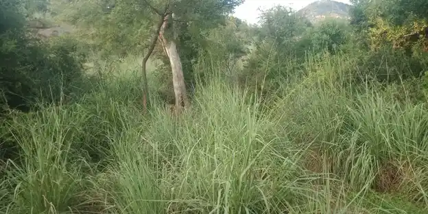 Arulmigu Kannimar Temple, Erumarpatti - 625527