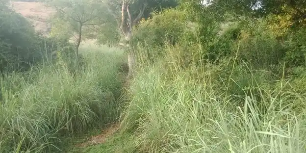 Arulmigu Kannimar Temple, Erumarpatti - 625527 அருள்மிகு கன்னிமார் திருக்கோயில், Erumarpatti - 625527, Madurai - Ancient Temple Architecture and History Image 3