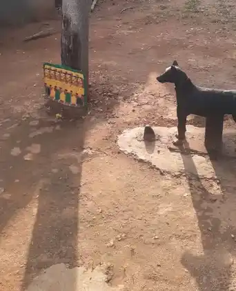 Arulmigu Kannimar Temple, Ichipatty - 641668 அருள்மிகு கன்னிமார் திருக்கோயில், Ichipatty - 641668, Tiruppur - Ancient Temple Architecture and History Image 3