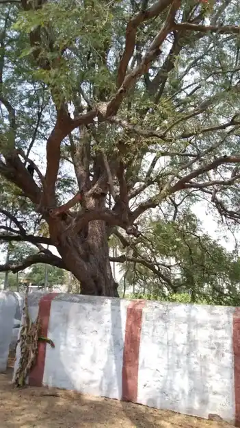 Arulmigu Kannimar Temple, Nachipalayam - 641606 அருள்மிகு கன்னிமார் திருக்கோயில், Nachipalayam - 641606, Tiruppur - Ancient Temple Architecture and History Image 3