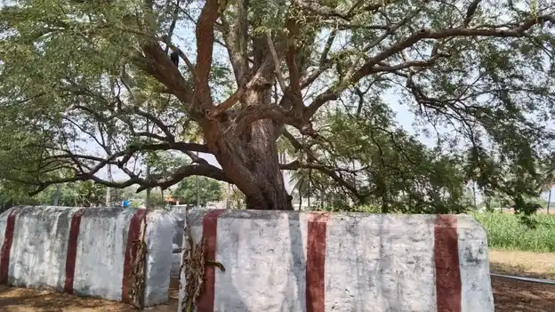 Arulmigu Kannimar Temple, Nachipalayam - 641606 அருள்மிகு கன்னிமார் திருக்கோயில், Nachipalayam - 641606, Tiruppur - Ancient Temple Architecture and History Image 4