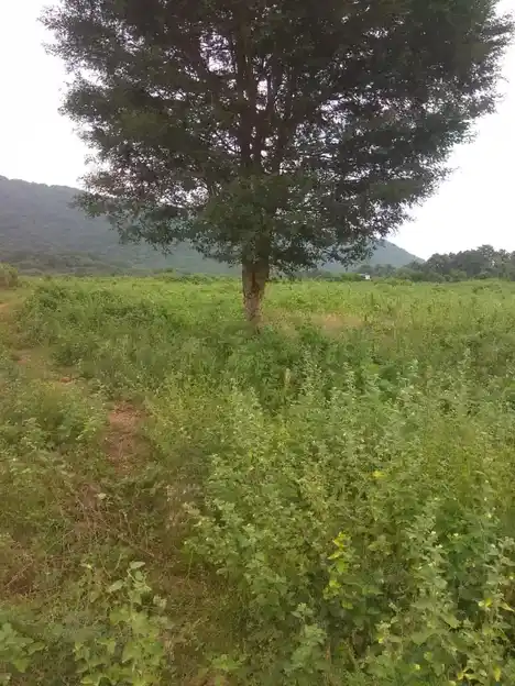 Arulmigu Kannimar Temple, Ramagowndanpatti - 625022