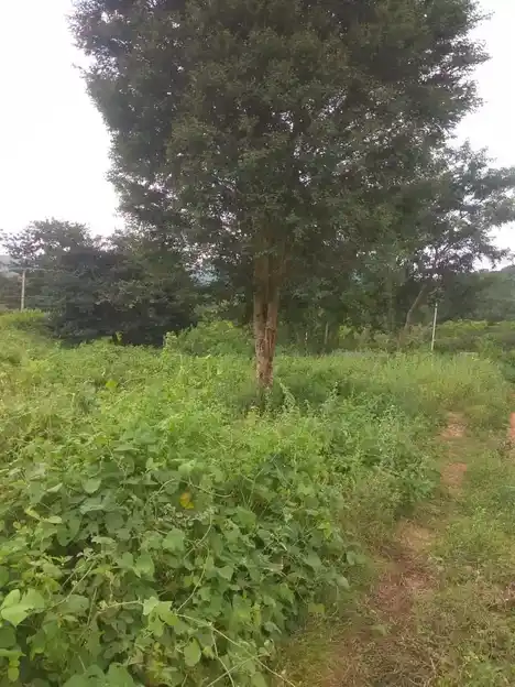 Arulmigu Kannimar Temple, Ramagowndanpatti - 625022 அருள்மிகு கன்னிமார் திருக்கோயில், Ramagowndanpatti - 625022, Madurai - Ancient Temple Architecture and History Image 2