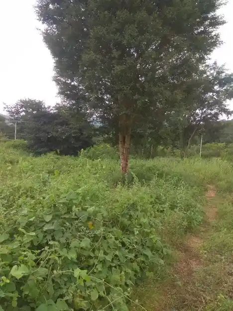 Arulmigu Kannimar Temple, Ramagowndanpatti - 625022 அருள்மிகு கன்னிமார் திருக்கோயில், Ramagowndanpatti - 625022, Madurai - Ancient Temple Architecture and History Image 3