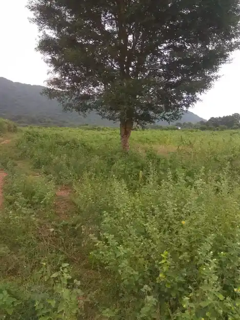 Arulmigu Kannimar Temple, Ramagowndanpatti - 625022 அருள்மிகு கன்னிமார் திருக்கோயில், Ramagowndanpatti - 625022, Madurai - Ancient Temple Architecture and History Image 4