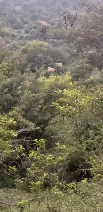 Arulmigu Kannimar Temple, Sakkarapanayakanur - 625207 கன்னிமார் திருக்கோயில், Sakkarapanayakanur - 625207, Madurai - Ancient Temple Architecture and History Image 2