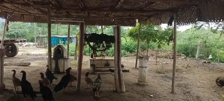 Arulmigu Kannimar Temple, Saptur - 625705 அருள்மிகு கன்னிமார் திருக்கோயில், Saptur - 625705, Madurai - Ancient Temple Architecture and History Image 3