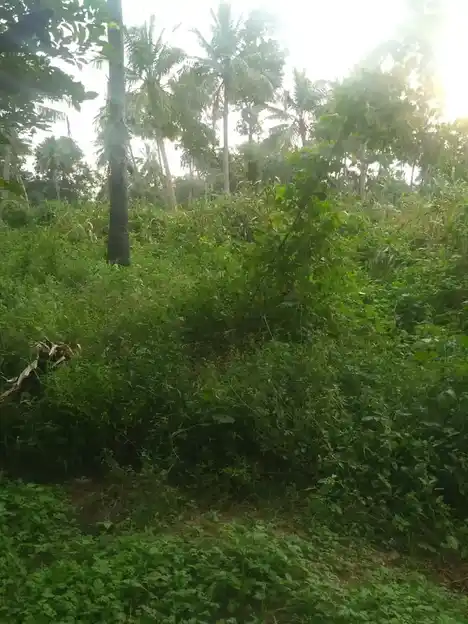 Arulmigu Kannimar Temple, Saranthangi - 625503