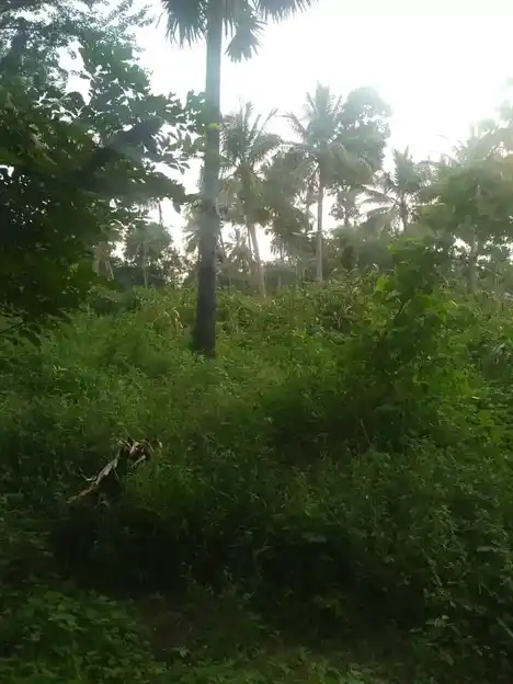 Arulmigu Kannimar Temple, Saranthangi - 625503 அருள்மிகு கன்னிமார் திருக்கோயில், Saranthangi, Saranthangi - 625503, Madurai - Ancient Temple Architecture and History Image 2