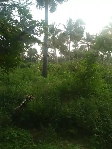 Arulmigu Kannimar Temple, Saranthangi - 625503 அருள்மிகு கன்னிமார் திருக்கோயில், Saranthangi, Saranthangi - 625503, Madurai - Ancient Temple Architecture and History Image 3