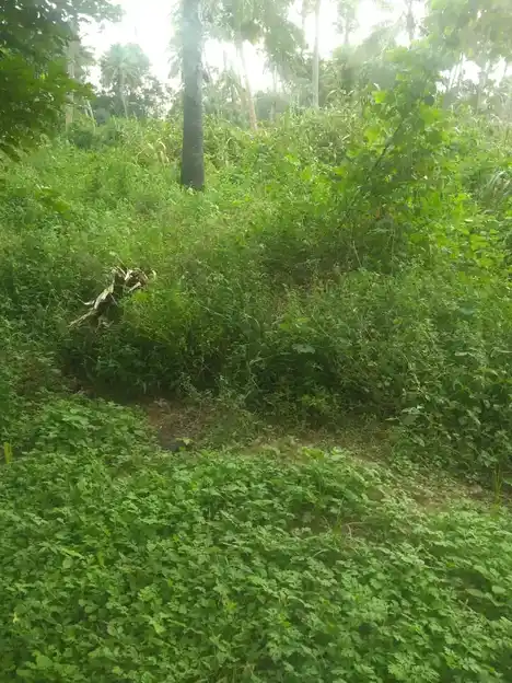 Arulmigu Kannimar Temple, Saranthangi - 625503 அருள்மிகு கன்னிமார் திருக்கோயில், Saranthangi, Saranthangi - 625503, Madurai - Ancient Temple Architecture and History Image 4