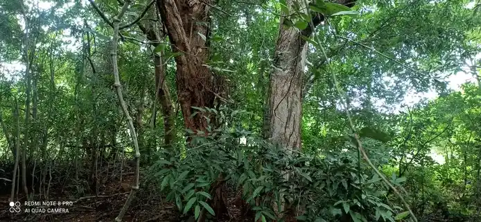 Arulmigu Kannimar Temple, Seegampatti - 621308 அருள்மிகு கன்னிமார் திருக்கோயில், Seegampatti - 621308, Thiruchirappalli - Ancient Temple Architecture and History Image 2