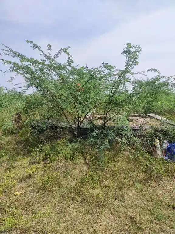 Arulmigu Kannimar Temple, Tharamangalam - 636502 அருள்மிகு கன்னிமார் திருக்கோயில், Tharamangalam - 636502, Salem - Ancient Temple Architecture and History Image 2