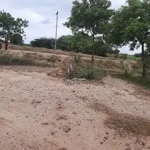 Arulmigu Kannimaramman Temple, Perur - 621205 Arulmigu Kannimaramman Temple, Perur - 621205, Thiruchirappalli - Ancient Temple Architecture and History Image 3