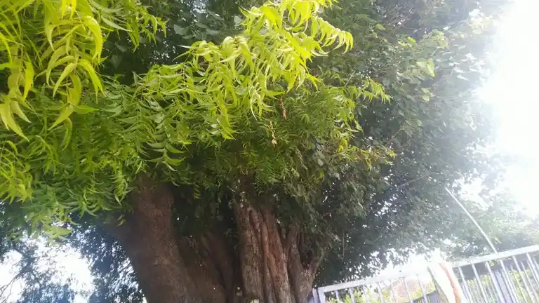 Arulmigu Kannimaramman Temple, Rangampudur - 642001