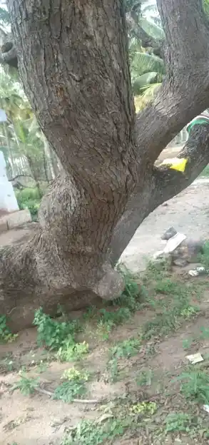 Arulmigu Kannudaya Nayakiamman Temple, Muthalapuram - 624202 அருள்மிகு கண்ணுடைய நாயகியம்மமன் திருக்கோயில், Muthalapuram - 624202, Dindigul - Ancient Temple Architecture and History Image 4