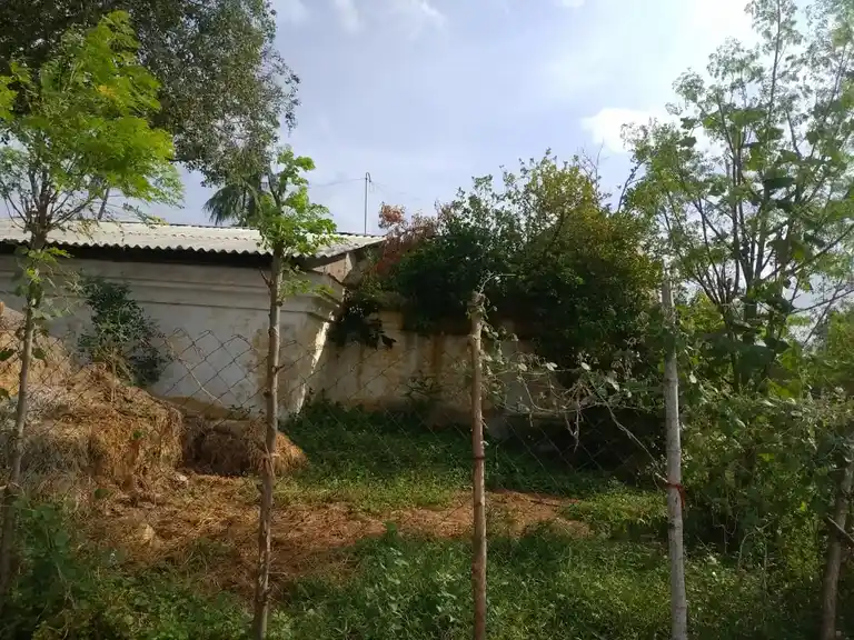 Arulmigu Karaimale Alagar Ayyanar Vagayara Temple, Agarapettai - 613102 அருள்மிகு கரைமேல் அழகர் அய்யனார் வகையறா திருக்கோயில், Agarapettai - 613102, Thanjavur - Ancient Temple Architecture and History Image 5