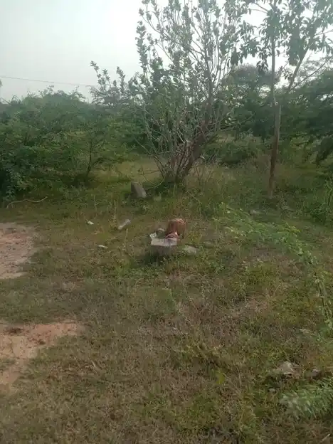 Arulmigu Karattukotai Pidariamman Temple, Karatukottai - 624703