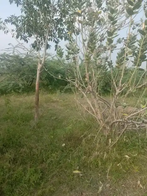 Arulmigu Karattukotai Pidariamman Temple, Karatukottai - 624703 அருள்மிகு கரட்டுக்கோட்டை பிடாரியம்மன் திருக்கோயில், Karatukottai - 624703, Dindigul - Ancient Temple Architecture and History Image 2