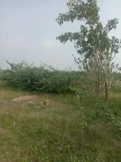 Arulmigu Karattukotai Pidariamman Temple, Karatukottai - 624703 அருள்மிகு கரட்டுக்கோட்டை பிடாரியம்மன் திருக்கோயில், Karatukottai - 624703, Dindigul - Ancient Temple Architecture and History Image 4