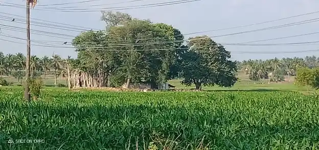 Arulmigu Karivaratharajaperumal Temple, Chinnakkampalayam - 638657 அருள்மிகு கரிவரதராசபெருமாள் திருக்கோயில், Chinnakkampalayam - 638657, Tiruppur - Ancient Temple Architecture and History Image 4