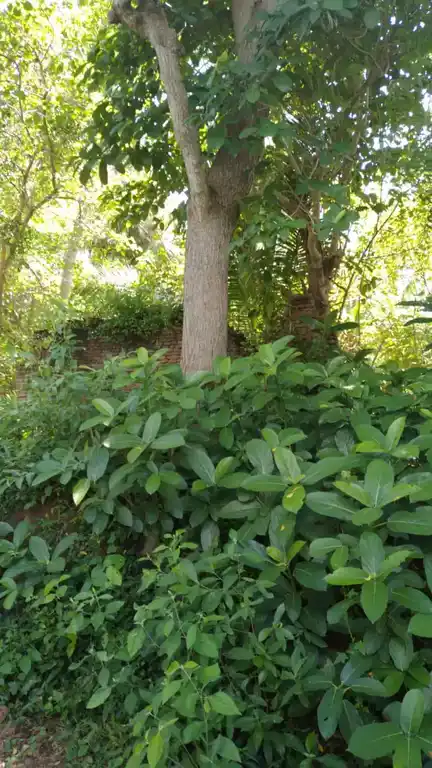 Arulmigu Karugamanikaswamytemple, Olayamputhur - 609117
