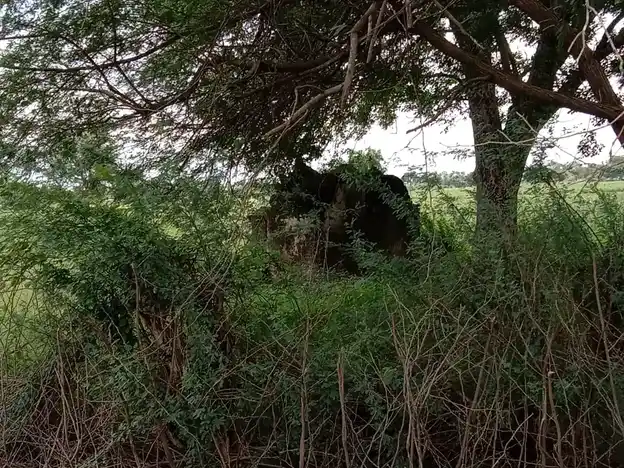 Arulmigu Karupanar Temple, Andipattakadu - 621701 அருள்மிகு கருப்பனார் திருக்கோயில், Andipattakadu - 621701, Ariyalur - Ancient Temple Architecture and History Image 7