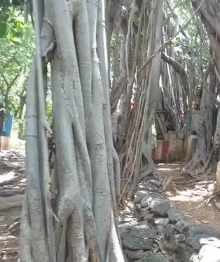 Arulmigu Karupanna Swamy Temple, R.Kombai - 624711 அருள்மிகு கருப்பண்ணசாமி திருக்கோயில், R.Kombai - 624711, Dindigul - Ancient Temple Architecture and History Image 2