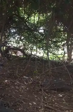 Arulmigu Karupanna Swamy Temple, R.Kombai - 624711 அருள்மிகு கருப்பண்ணசாமி திருக்கோயில், R.Kombai - 624711, Dindigul - Ancient Temple Architecture and History Image 3