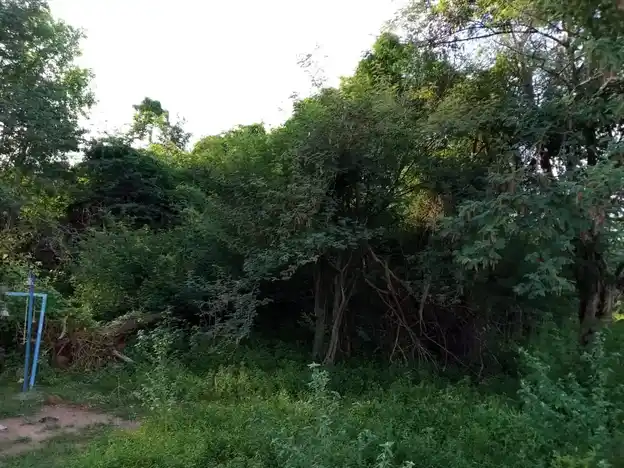 Arulmigu Karupannaswamy Temple, Ammapatti - 621307