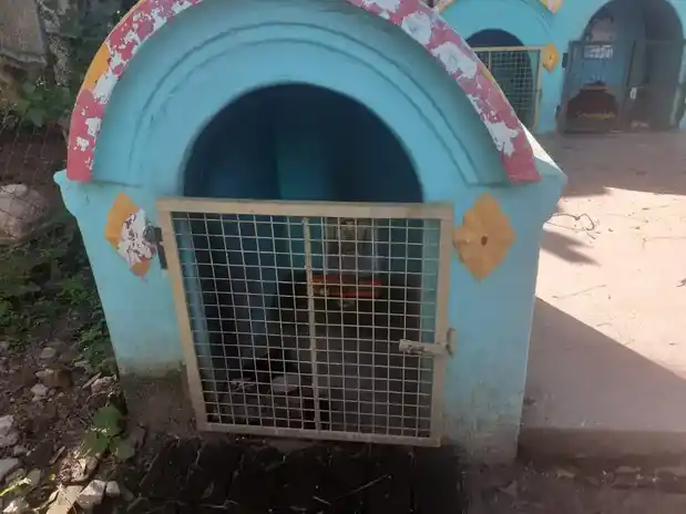 Arulmigu Karuppanaswamy Temple, Thirumangalam - 621703 Arulmigu Karuppanaswamy Temple, Thirumangalam - 621703, Thiruchirappalli - Ancient Temple Architecture and History Image 5