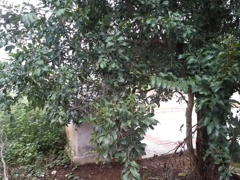 Arulmigu Karuppannasamy Temple, Kumarapatti - 621307 Arulmigu Karuppannasamy Temple, Kumarapatti, Kumarapatti - 621307, Thiruchirappalli - Ancient Temple Architecture and History Image 2