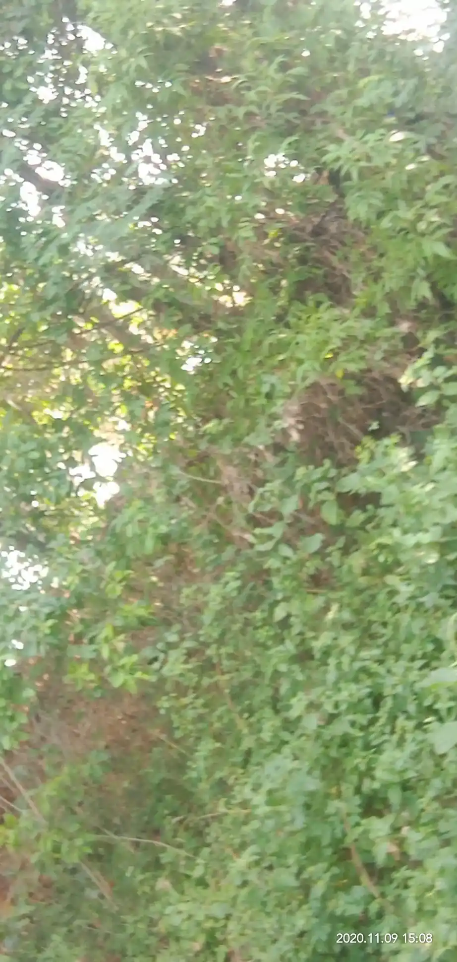 Arulmigu Karuppannaswamy Temple, Kangayampalayam - 638104 அருள்மிகு கருப்பண்ணசாமி திருக்கோயில், Kangayampalayam - 638104, Erode - Ancient Temple Architecture and History Image 3