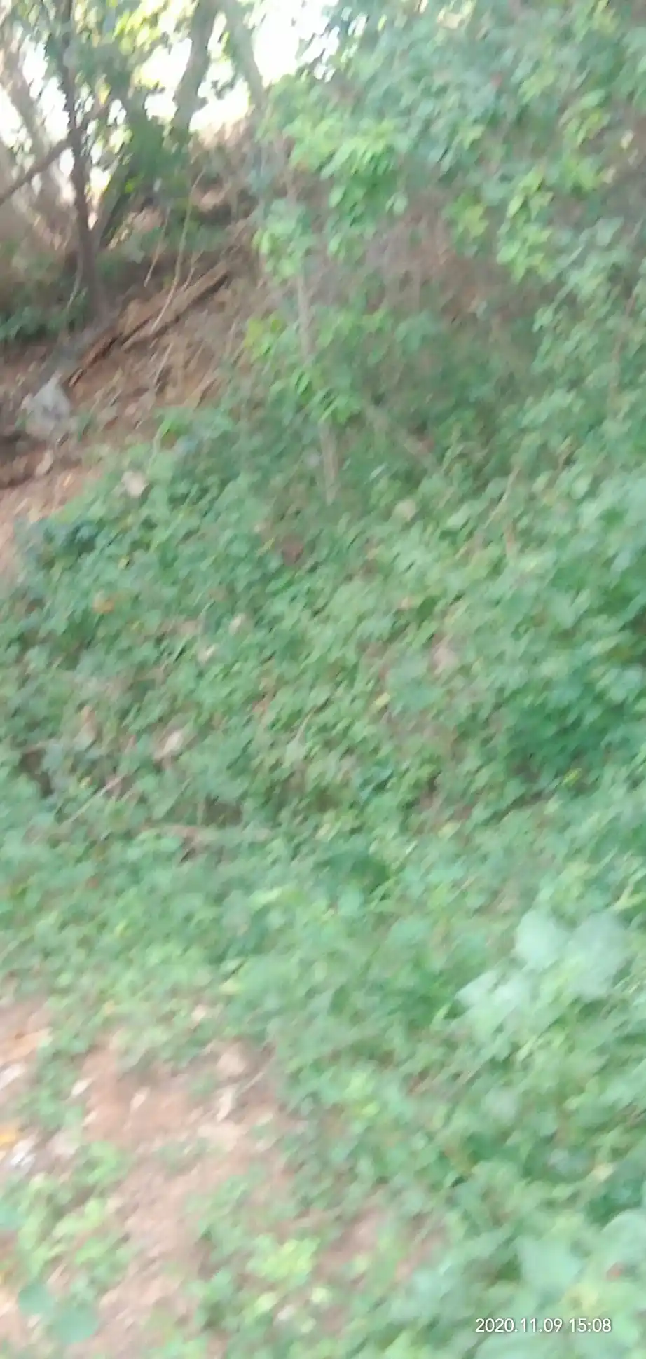 Arulmigu Karuppannaswamy Temple, Kangayampalayam - 638104 அருள்மிகு கருப்பண்ணசாமி திருக்கோயில், Kangayampalayam - 638104, Erode - Ancient Temple Architecture and History Image 4