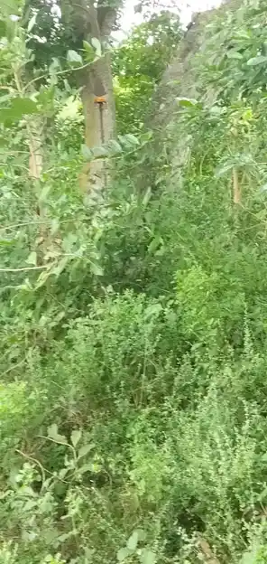 Arulmigu Karuppar Temple, Maangudi - 622101