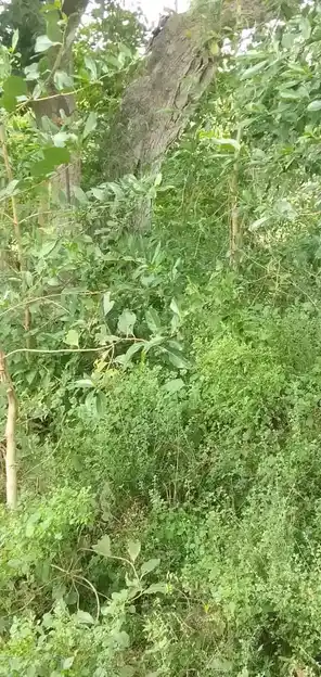 Arulmigu Karuppar Temple, Maangudi - 622101 அருள்மிகு கருப்பர் திருக்கோயில், Maangudi - 622101, Pudukkottai - Ancient Temple Architecture and History Image 3