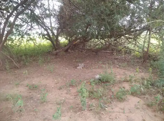 Arulmigu Karuppar Temple, Maangudi - 622101 அருள்மிகு கருப்பர் திருக்கோயில், Maangudi - 622101, Pudukkottai - Ancient Temple Architecture and History Image 4