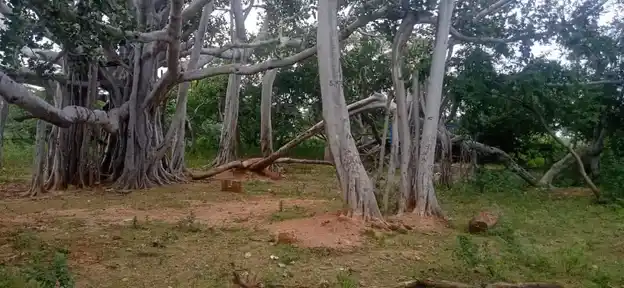 Arulmigu Karuppar Temple, Potthampatti - 622202 அருள்மிகு கருப்பர் திருக்கோயில், பொத்தம்பட்டி,  - 622202, Pudukkottai - Ancient Temple Architecture and History Image 3