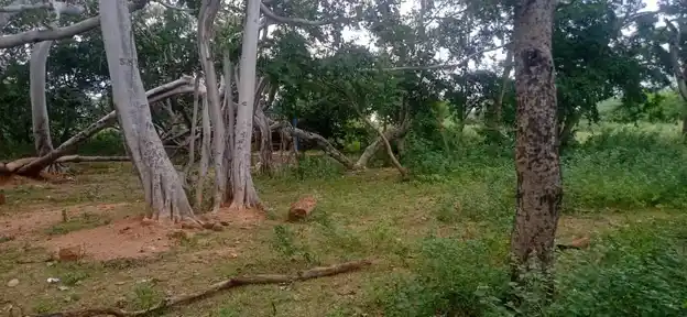 Arulmigu Karuppar Temple, Potthampatti - 622202 அருள்மிகு கருப்பர் திருக்கோயில், பொத்தம்பட்டி,  - 622202, Pudukkottai - Ancient Temple Architecture and History Image 5