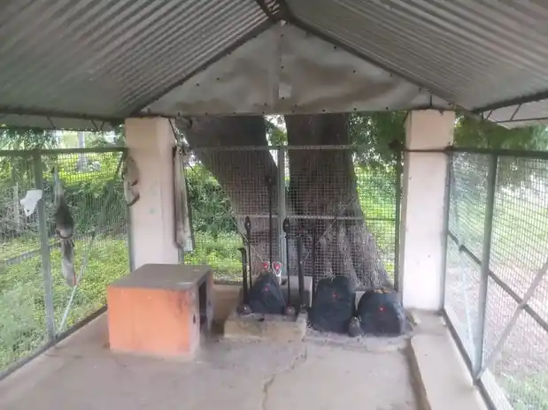 Arulmigu Karupparayan Temple, Kalapatti - 641035 அருள்மிகு கருப்புராயர் திருக்கோயில், Kalapatti - 641035, Coimbatore - Ancient Temple Architecture and History Image 5